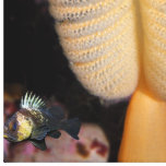 Orange Sea Pen with Quillback Rockfish Canvas Stretched Canvas Prints