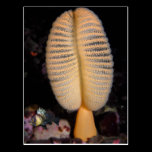 Orange Sea Pen with Quillback Rockfish postcards