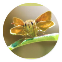 Orange Skipper Face Stickers by janoka Orange Skipper Face Stickers