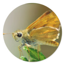 Orange Skipper Stickers by janoka Orange Skipper Stickers