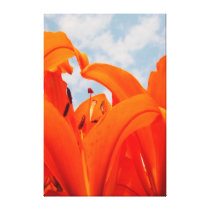 Orange Sky Lilly canvas prints