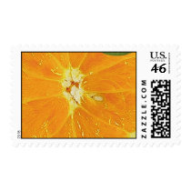 ORANGE SLICE USPS STAMP by colts1673 ORANGE SLICE USPS STAMP