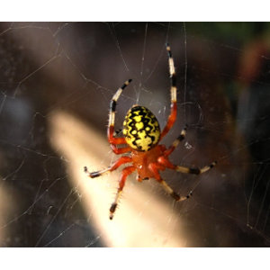 Orange Spider mousepad