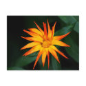 Orange Spikes postcards