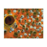 Orange sponge with a zooanthid colony attached post cards