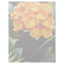 Orange Spring clivia miniata Kafir Lilly flowers Personalized Letterhead