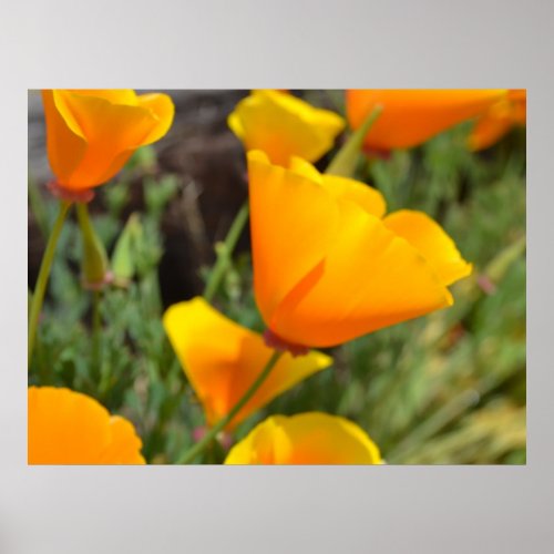 Orange Spring Flowers print