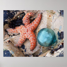 Orange star and aqua float print