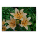 Orange Summer Lilies cards