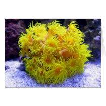 Orange Sun Coral cards