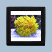 Orange Sun Coral gift boxes