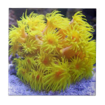 Orange Sun Coral tiles
