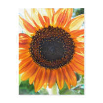 Orange Sunflower Bloom postcards by Heartworks Orange Sunflower Bloom postcards