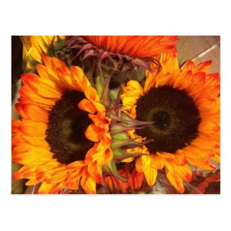 Orange Sunflowers