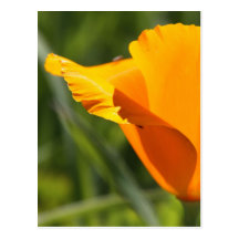 Orange Surprise Postcards