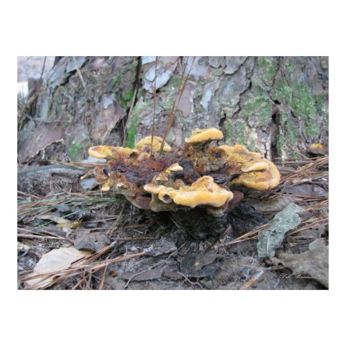Orange Swirl Mature Mushroom print