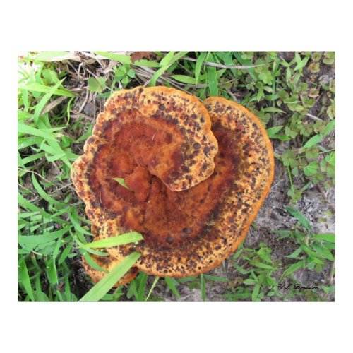 Orange Swirl Mushroom print
