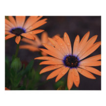 Orange Symphony Invitation