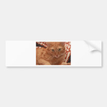 Orange Tabby Bumper Stickers
