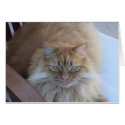 Orange Tabby cards
