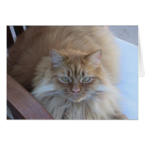 Orange Tabby cards