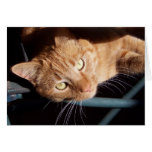 Orange Tabby Greeting Card