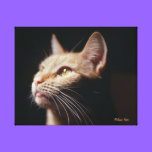 Orange Tabby Cat Canvas Photo canvas prints