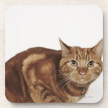 Orange Tabby cat Coasters