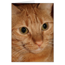 Orange Tabby Cat Face Card