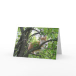 Orange Tabby Cat in Tree Greeting Cards