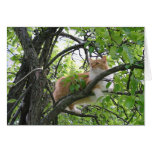 Orange Tabby Cat in Tree Greeting Cards