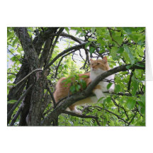 Orange Tabby Cat in Tree Greeting Cards