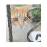 Orange Tabby cat Memo Note Pad at Zazzle