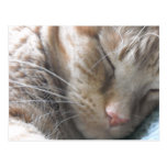 Orange Tabby Cat Postcard