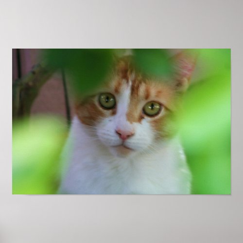 Orange tabby cat poster print