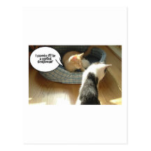 Orange Tabby Kitty Cat Postcard