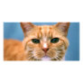 Orange Tabby Kitty Kitten Cat Photo Card Template