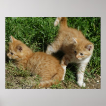 Orange Tabby Siblings Posters