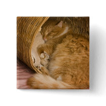 Orange tabby sleeping in hamper