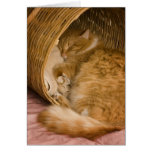 Orange tabby sleeping in hamper cards