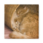 Orange tabby sleeping in hamper magnets