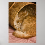 Orange tabby sleeping in hamper posters