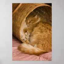 Orange tabby sleeping in hamper