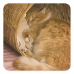 Orange tabby sleeping in hamper stickers