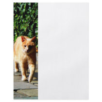 Orange Tabby Taking a Walk Flyer