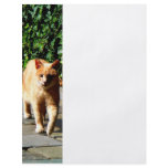 Orange Tabby Taking a Walk flyers