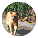 Orange Tabby Taking a Walk sticker