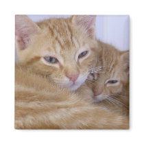 Orange Tabbys Refrigerator Magnet