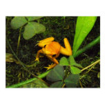 Orange terribilis Poison Dart Frog Postcard postcards