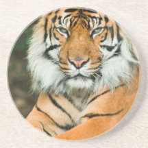 Orange Tiger Coaster